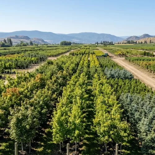 An expansive aerial view of field-grown shade trees and conifers at a wholesale nursery in Kelowna, featuring long cultivation rows set against the scenic rolling hills of the Okanagan Valley.