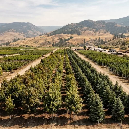 Aerial view of a large tree nursery in Kelowna featuring long, orderly rows of field-grown shade trees and conifers, set against rolling Okanagan valley hills.